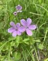 Geranium asphodeloides