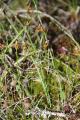 Carex gynocrates
